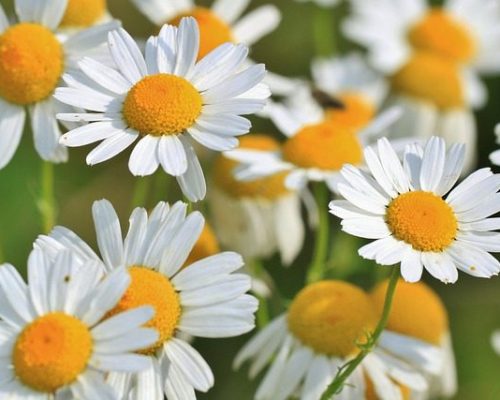 Chamomile flower. A white flower with a yellow center.