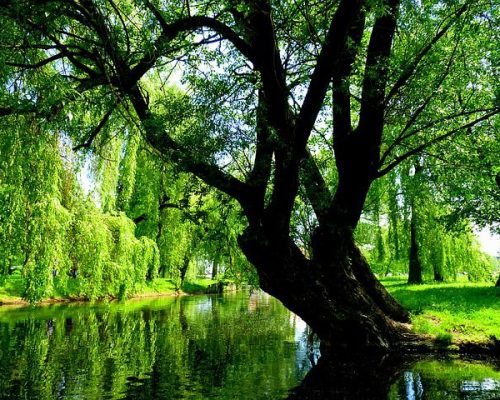 Large willow tree hanging over a creek and surrounded by green grass